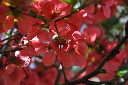 Flowering quince bush