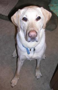 Little Jake, great dog.
