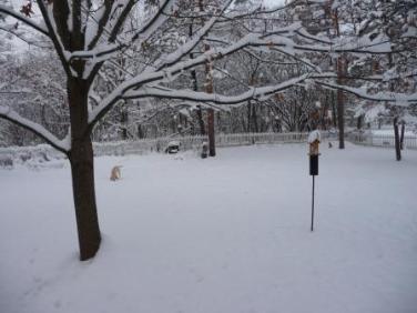 Early snowfall