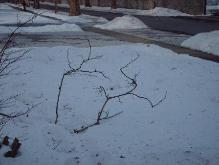 Just a branch from the winds...NOT ANTLERS!