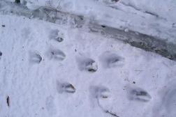 Reindeer tracks too!