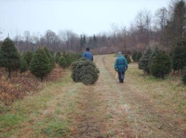 Ron hauls Grandma's tree