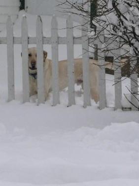 Jake loves the snow...and coming in afterwards