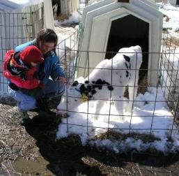 Thomas and Laura say hello to a 4 day old calf