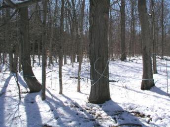Modern technology meets maple trees