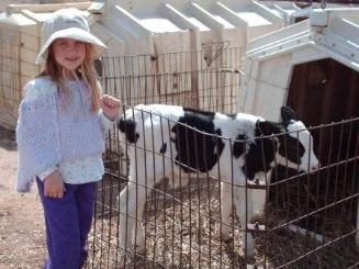 Calves at the Maple Farm