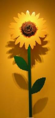 Giant sunflower