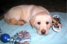 Little Jake at 8 weeks