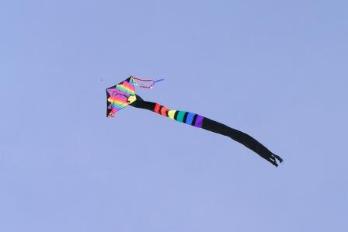 Jeffery's kite