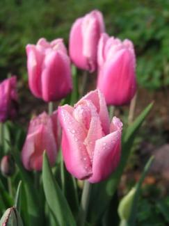 dew drenched tulips in our front garden