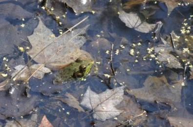 Frogs we saw while walking along Leggett Road (a good spot for Pooh Sticks too).