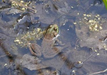 Frog legs for lunch anyone?