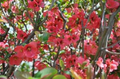 flowering quince