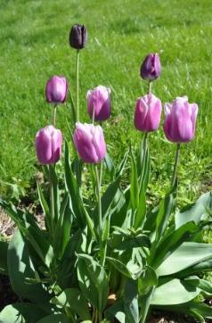 Tulips in the front garden