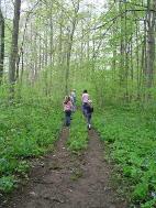 Pethway through the bluebells