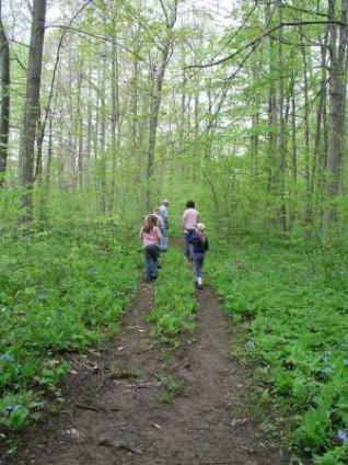 Pethway through the bluebells