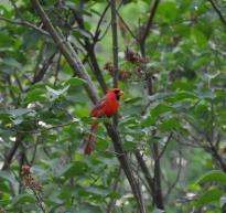 Cardinal in the lilac bush