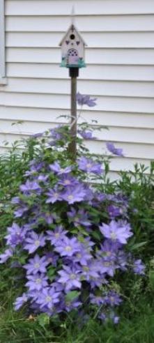 Clematis in the south garden