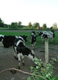 Cows behing screen 2