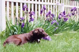 2003: Morgan enjoying the sunshine
