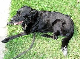 Henry was buried with his tail still white from helping with the fence painting.