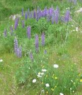 Lupines along Rt. 28 between Old Forge and Eagle bay