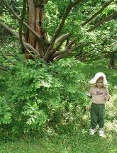 Checking out the fir tree