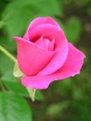 Two of the many roses in our yard