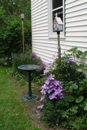 Our South Garden in June