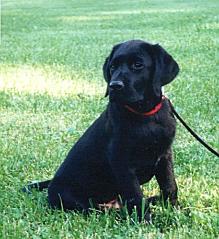 CWC Henry Hondo at 3 months