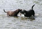 Morgan and Henry share a stick in Lake Eaton