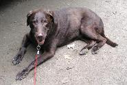 Morgan rests at campsite - 2005