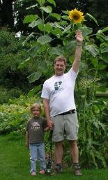 A tall sunflower