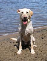 Ahh! This is a lab's life!