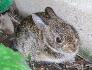 This bunny was under our garden hose, how many times can you find him on this page?