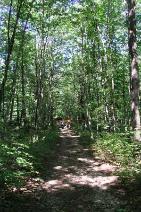 A walk to the Adirondack Railroad tracks