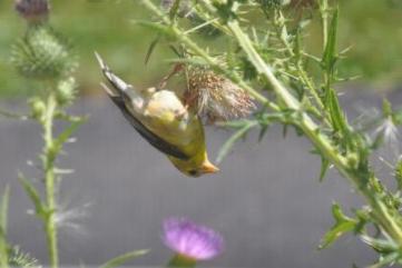 The reason we allow thistle in our garden