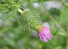 A thistle in our garden to lure Eeyore