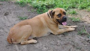 Fellenz Family Farm dog: Chester