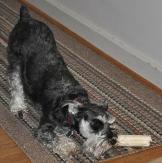 Tessa enjoys a chew of Jake's rawhide