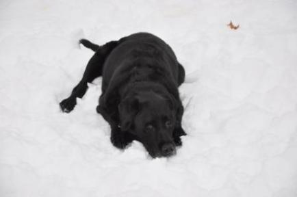 Tipper enjoys a rest in the snow