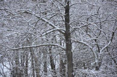 Snowy out back