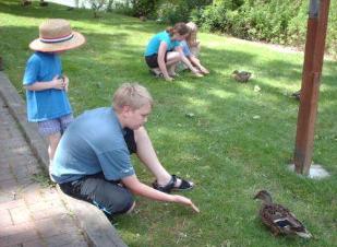 Feeding ducks behind Abbott's in Bushnell's Basin