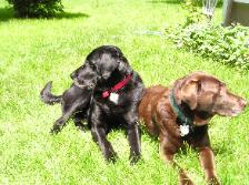 Henry and Morgan in the backyard