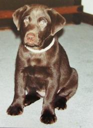 Morgan with her homemade collar