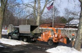 Saying good-bye to our Concolor fir tree