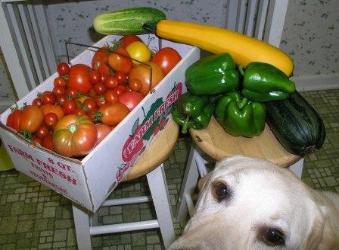 A day's harvest