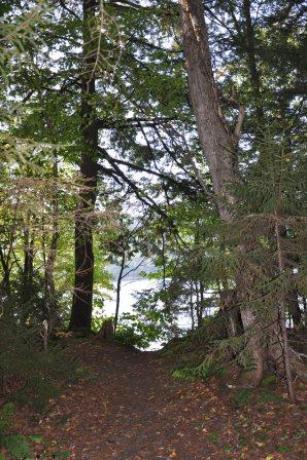 Path from our site to the lake
