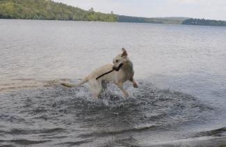 The stick dance