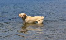 Waiting for minnows, stones or other great finds